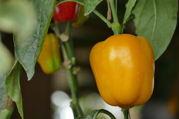 Fresh ripe yellow bell peppers growing on a branch in the garden. Selective focus.