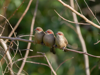 Saint Helena waxbill trio of birds perching together on branch