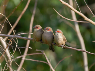 Saint Helena waxbill trio of birds perching together on branch