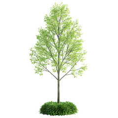 Young birch tree with green leaves