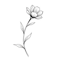 Obraz premium A single delicate spring flower blooming on a thin stem with leaves is captured in an elegant black and white botanical line art.