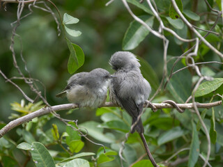 Cute grey birds grooming on tree 