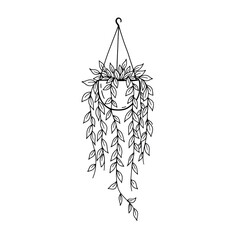 Elegant hanging plant with long vines in a pot, isolated on transparent background