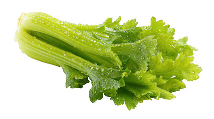 A crisp and fresh bunch of green celery stalks with leaves covered in refreshing water droplets