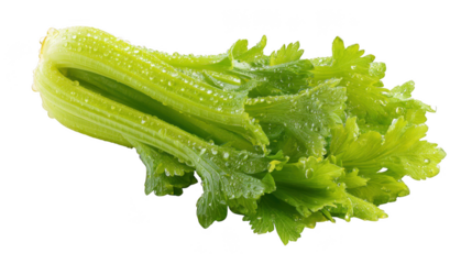 A crisp and fresh bunch of green celery stalks with leaves covered in refreshing water droplets