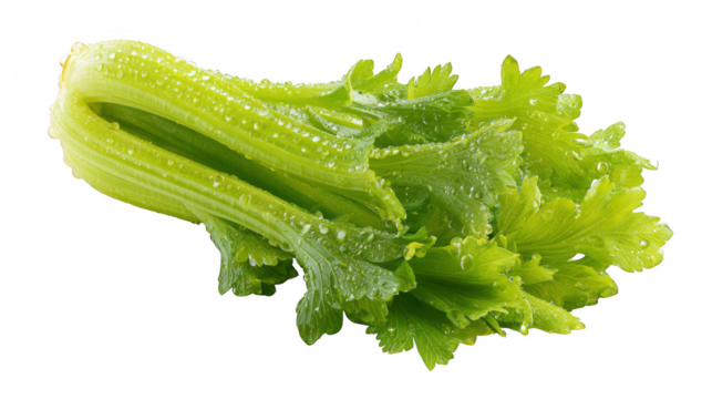 A crisp and fresh bunch of green celery stalks with leaves covered in refreshing water droplets