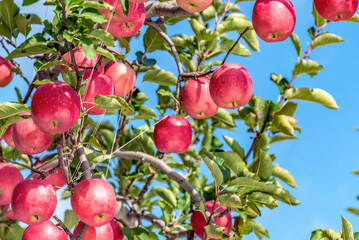 たわわに実ったりんご