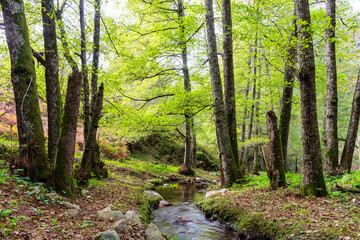 Obraz premium A narrow rocky stream flows through a lush green forest in Skikda, Algeria.
