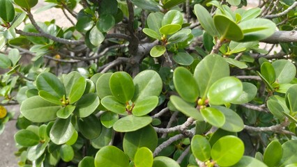Close-up of fresh green leaves with natural texture and soft lighting. This photo is perfect for nature themes, eco projects, botanical content, backgrounds