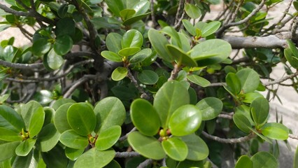 Close-up of fresh green leaves with natural texture and soft lighting. This photo is perfect for nature themes, eco projects, botanical content, backgrounds