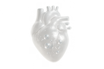 Human heart model featuring clear white liquid and bubbles representing health, purity, and medical science concept on a transparent background