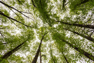 A low-angle shot looking up at tall trees with green leaves against the sky in Skikda, Algeria.