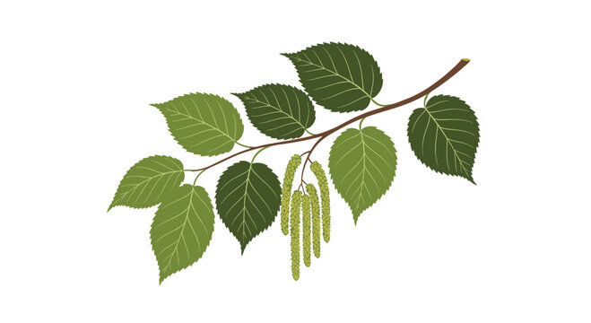 Illustration of a birch tree branch with green leaves and catkins on a white background.