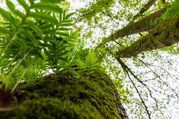 Close-up of green ferns and moss on a tree in the forest.