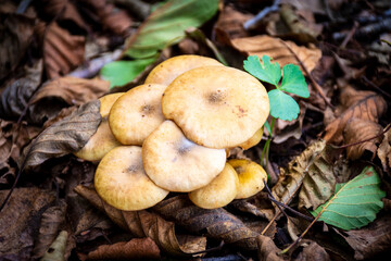 Close-up of brown mushrooms growing among fallen autumn leaves.