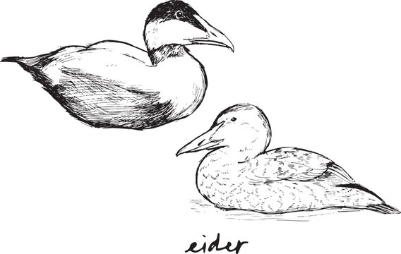 Ink drawing of Common Eiders &mdash; male and female pair in classic black-and-white wildlife illustration. For coastal bird studies, nature publications, species comparison charts