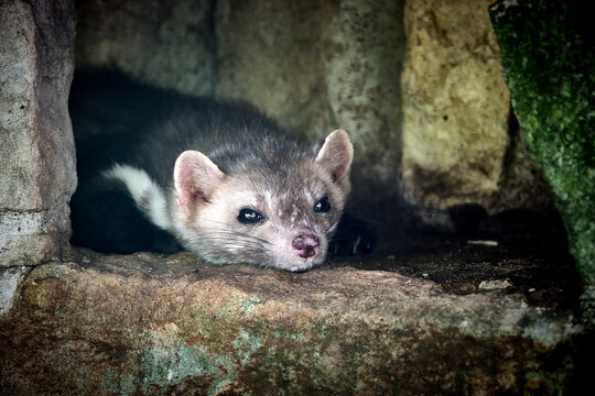 Steinmarder ( Martes foina ).