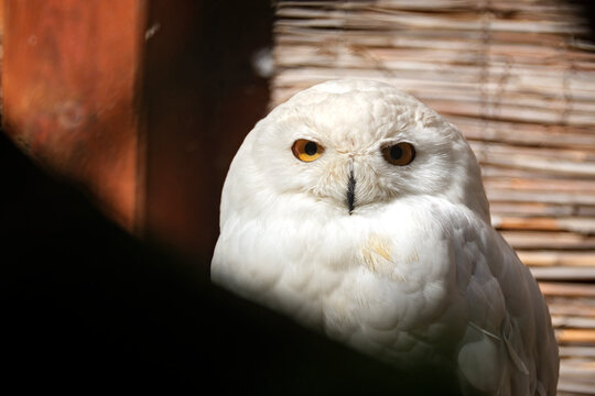 Schneeeule ( Bubo scandiacus ).