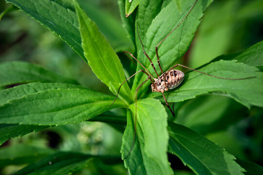 Hornweberknecht ( Phalangium opilio ).