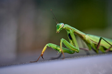 Europäische Gottesanbeterin ( Mantis religiosa ).