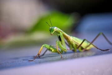 Europ&auml;ische Gottesanbeterin ( Mantis religiosa ).