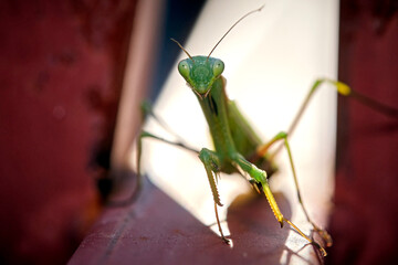 Europäische Gottesanbeterin ( Mantis religiosa ).