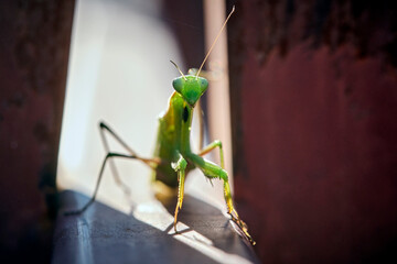 Europäische Gottesanbeterin ( Mantis religiosa ).
