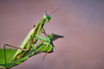Europäische Gottesanbeterin ( Mantis religiosa ).