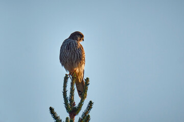 Turmfalke ( Falco tinnunculus ).