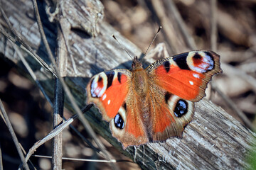 Tagpfauenauge ( Aglais io ).