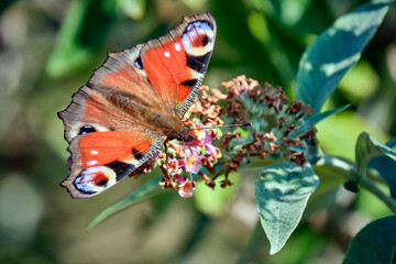 Tagpfauenauge ( Aglais io ).