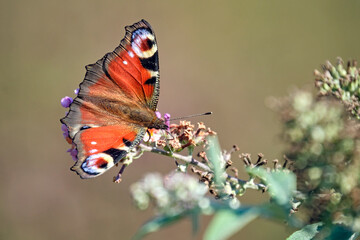 Tagpfauenauge ( Aglais io ).