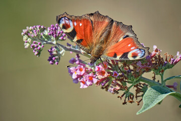 Tagpfauenauge ( Aglais io ).