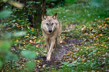 Europ&auml;ischer Wolf ( Canis lupus ).