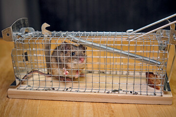 Hausmaus ( Mus musculus ) in einer Lebendfalle.