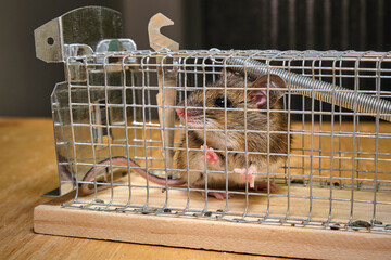 Hausmaus ( Mus musculus ) in einer Lebendfalle.