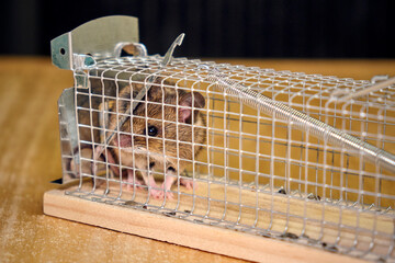 Hausmaus ( Mus musculus ) in einer Lebendfalle.