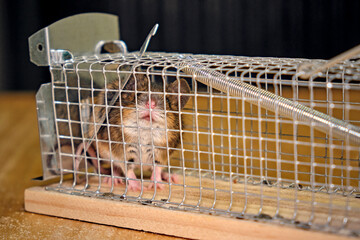 Hausmaus ( Mus musculus ) in einer Lebendfalle.
