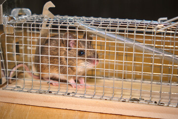 Hausmaus ( Mus musculus ) in einer Lebendfalle.
