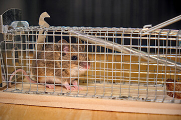 Hausmaus ( Mus musculus ) in einer Lebendfalle.