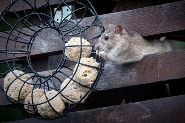 Wanderratte ( Rattus norvegicus ) an der Vogelf&uuml;tterung.
