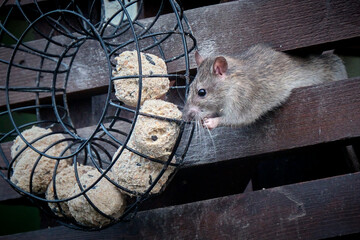 Wanderratte ( Rattus norvegicus ) an der Vogelf&uuml;tterung.