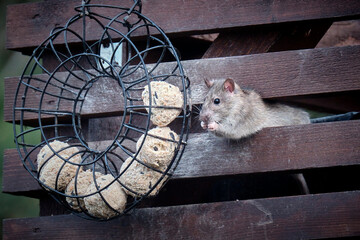 Wanderratte ( Rattus norvegicus ) an der Vogelf&uuml;tterung.
