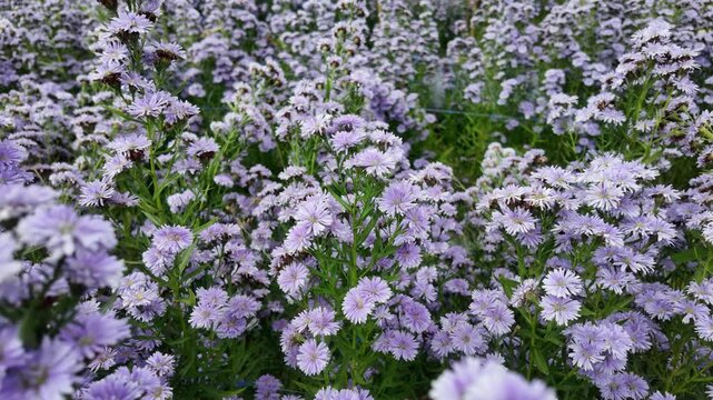 A close-up view of a field of pale purple asters in bloom under a clear sky. This tranquil and beautiful floral landscape is perfect for nature-themed garden designs and springtime.