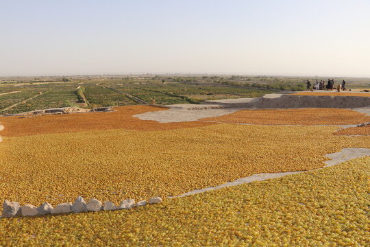 Traditional Grape Drying Process in Kandahar, Afghanistan &ndash; Raisin Production