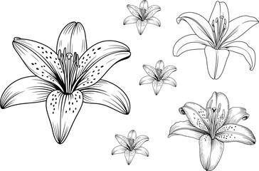 Black and white lily flower line drawing illustration, botanical outline art, floral contour design, single bloom sketch, isolated vector element