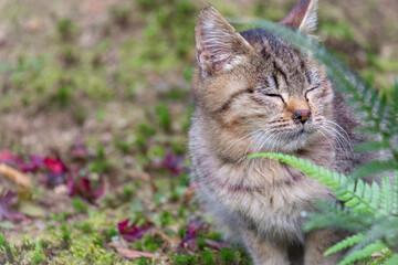 Calm Forest Cat Moment
森でまどろむ猫の一瞬