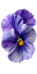 Close Up Of Two Purple Pansy Flowers With Water Droplets And Yellow Center On A White Background