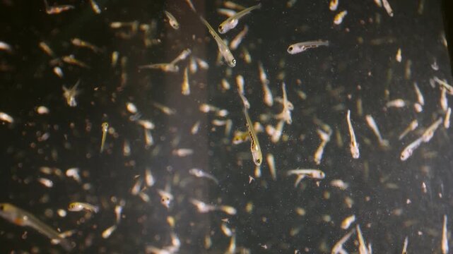 Close up macro slow motion view of newborn koi and tilapia fry in hatchery aquarium, detailed footage for biology study and aquaculture projects illustrating early life of freshwater species