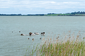 Pelicans group fishing in the lake against blue sky, Lake Colac, Victoria, Australia